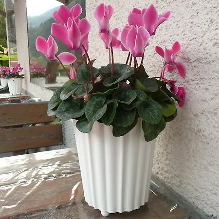Sorive 2* Mezzano